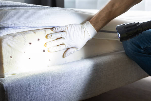 Best Affordable Pest Control Services  in Manly, IA